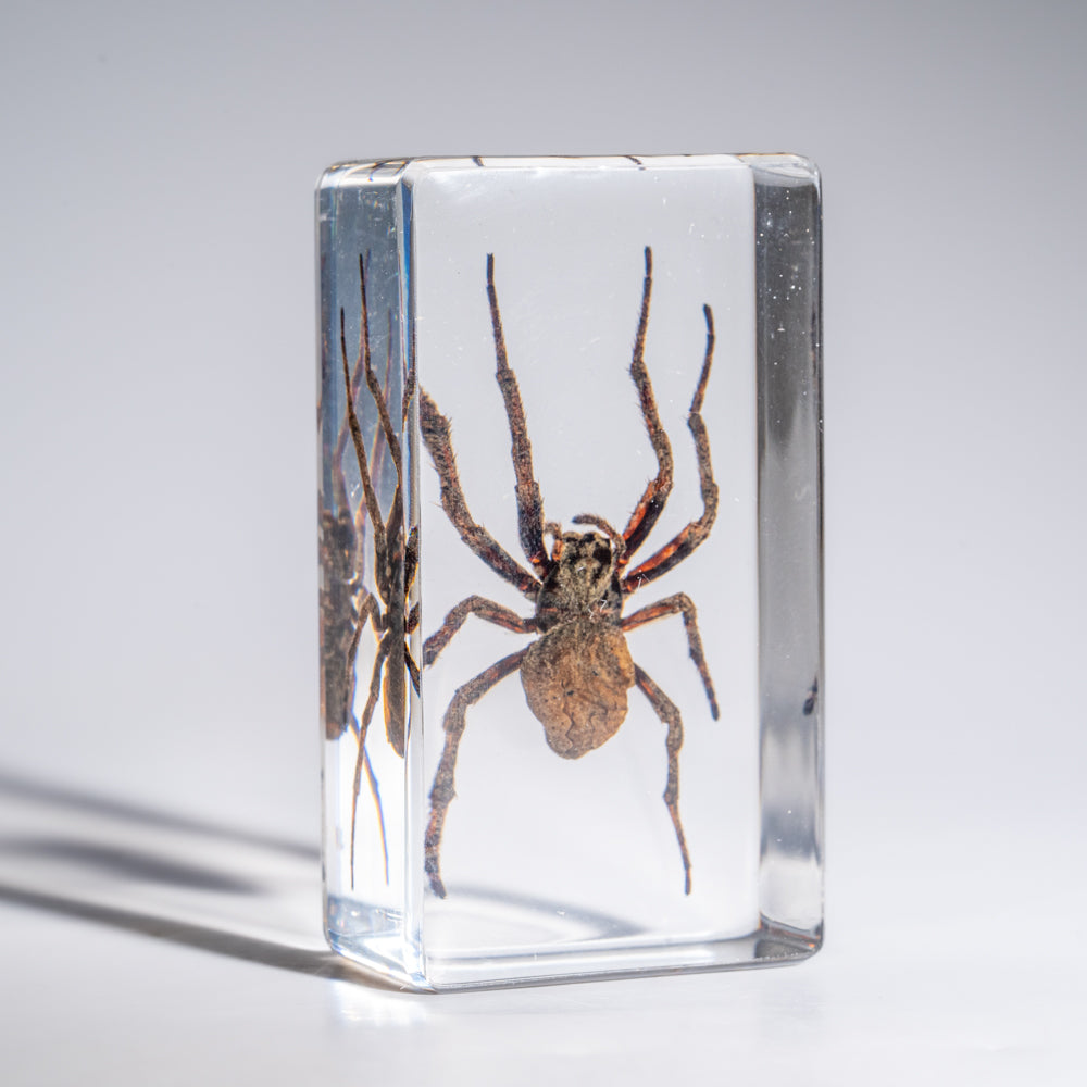 Genuine Medium Spider in Lucite