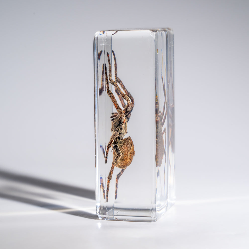 Genuine Medium Spider in Lucite