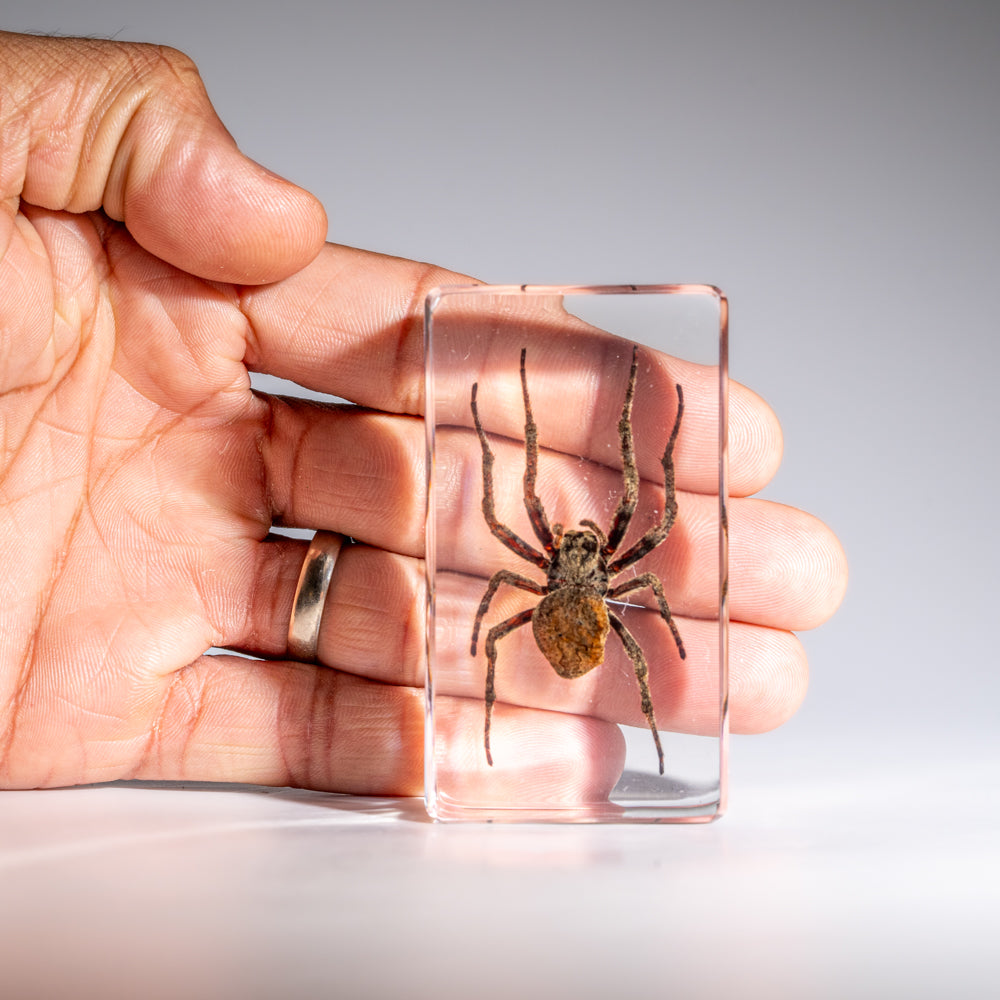 Genuine Medium Spider in Lucite