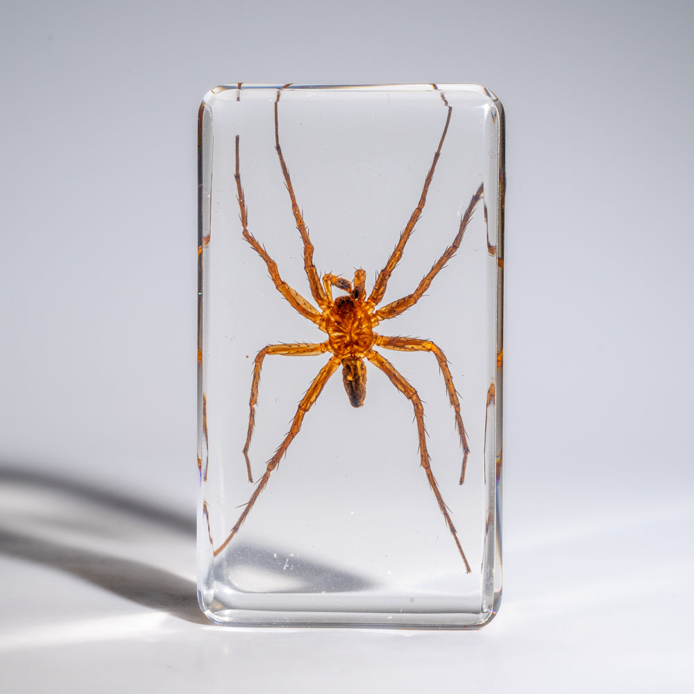 Genuine Small Spider in Lucite