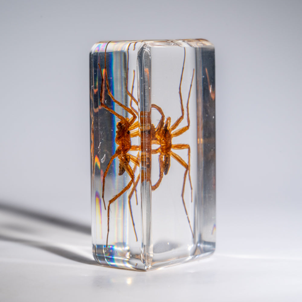 Genuine Small Spider in Lucite