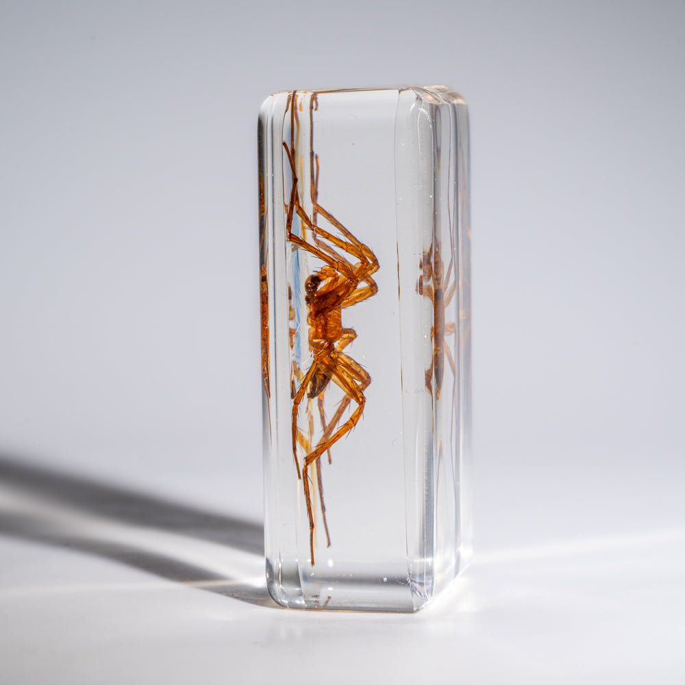 Genuine Small Spider in Lucite