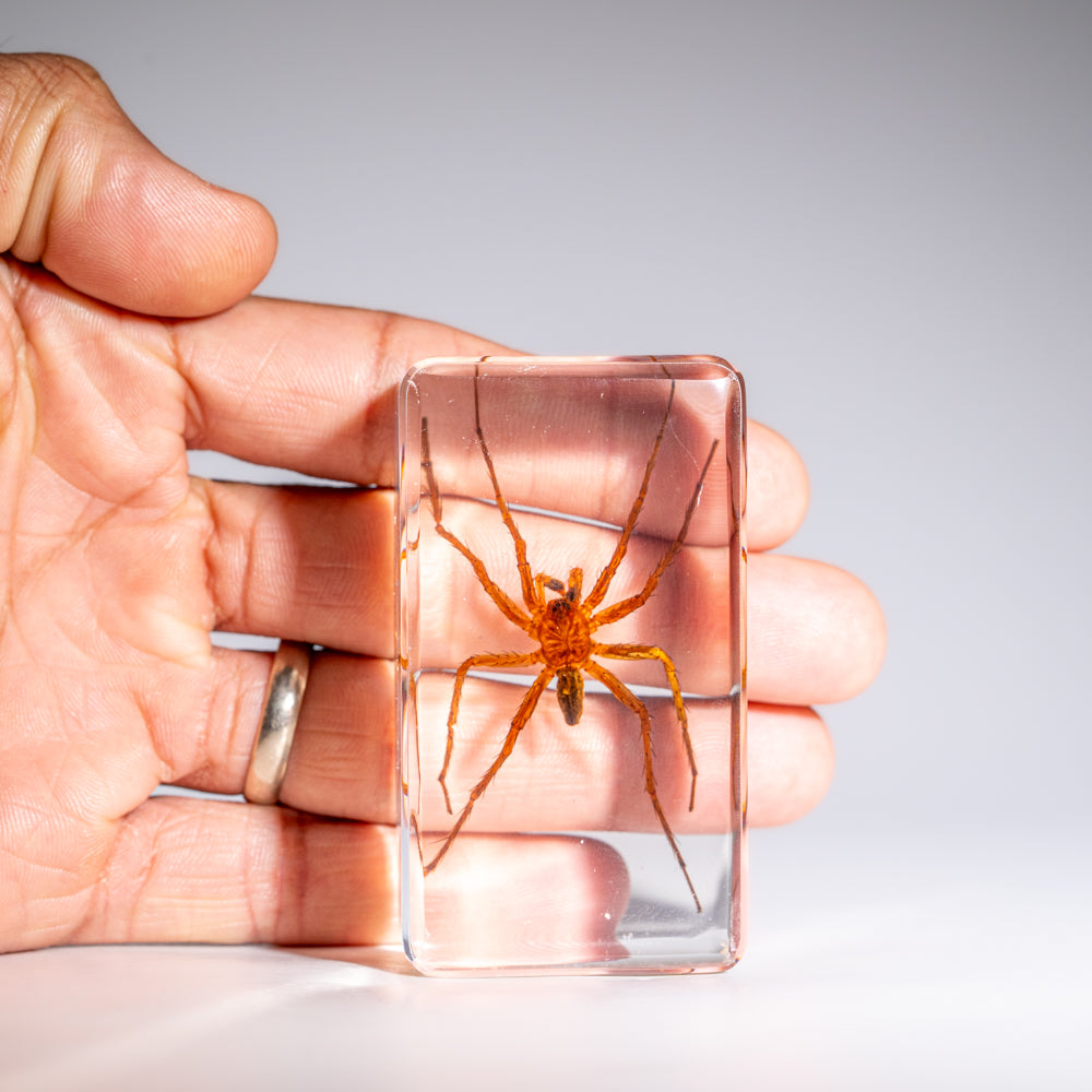 Genuine Small Spider in Lucite