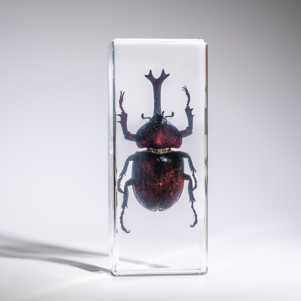 Genuine Single Rhinoceros Beetle in Lucite