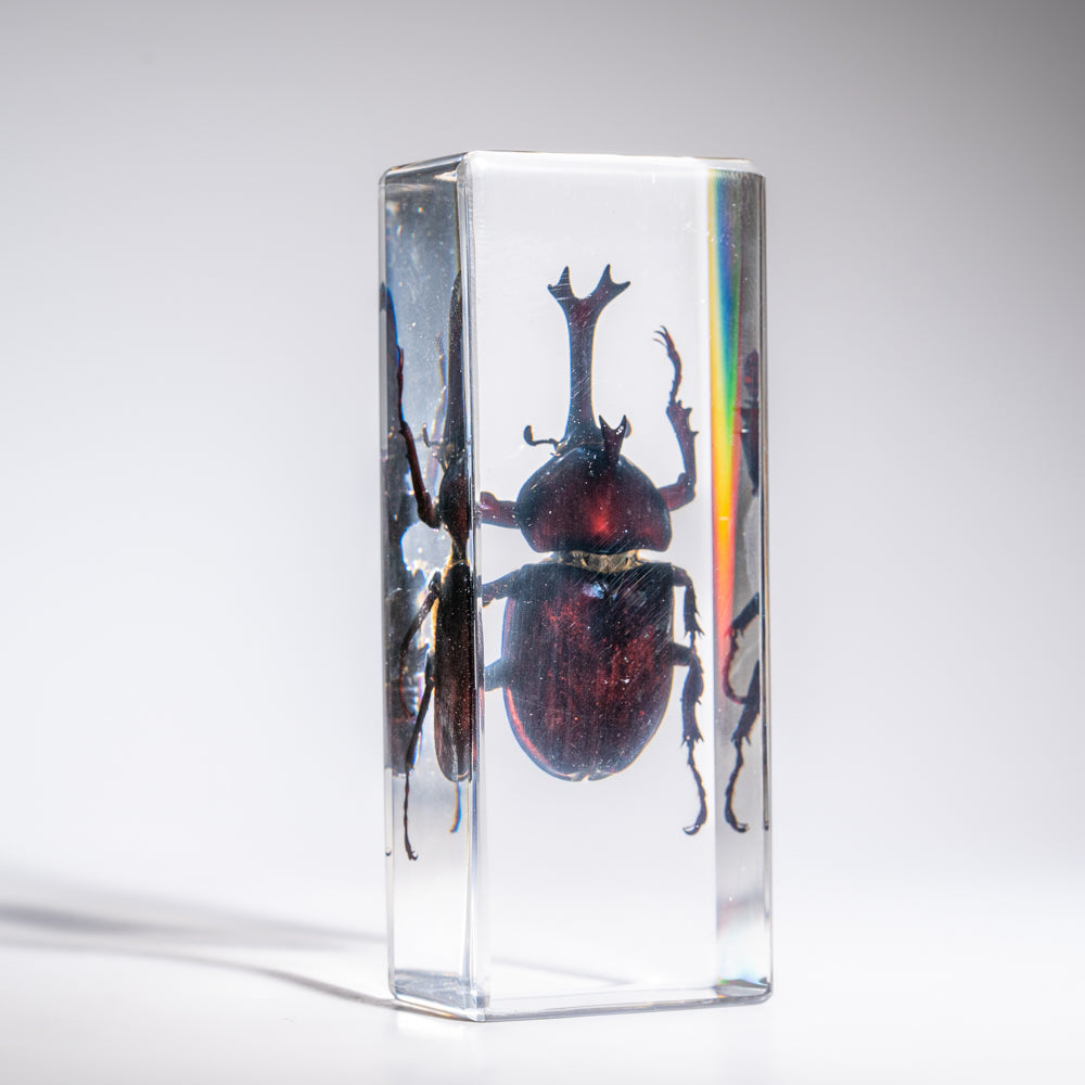 Genuine Single Rhinoceros Beetle in Lucite