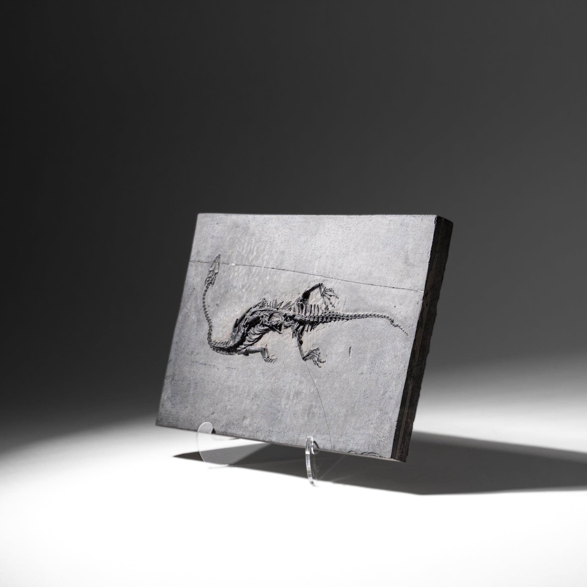 Genuine Fossilized Keichousaurus in Matrix (3 lbs)