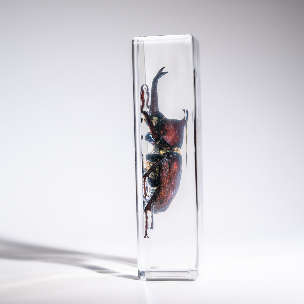 Genuine Single Rhinoceros Beetle in Lucite