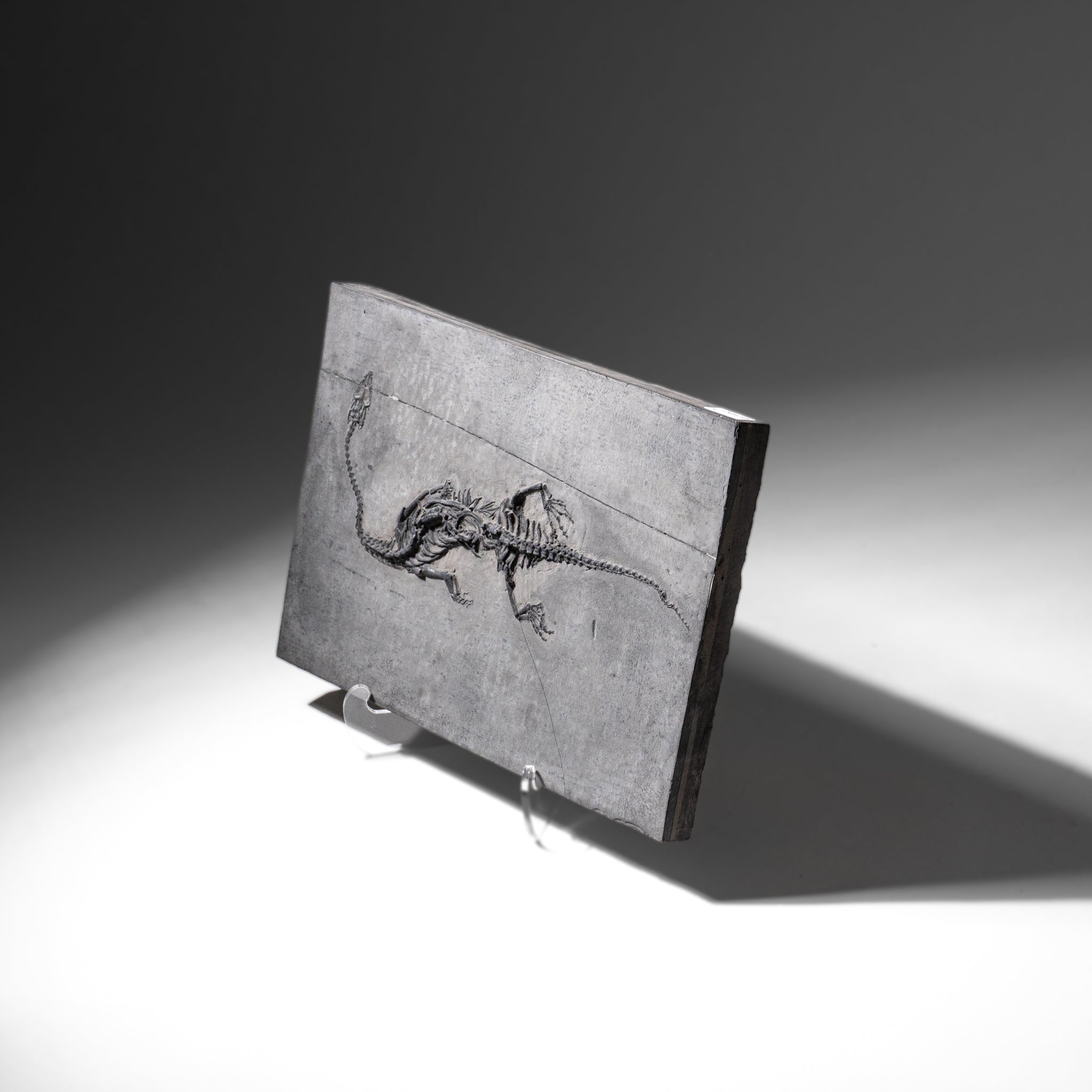 Genuine Fossilized Keichousaurus in Matrix (3 lbs)