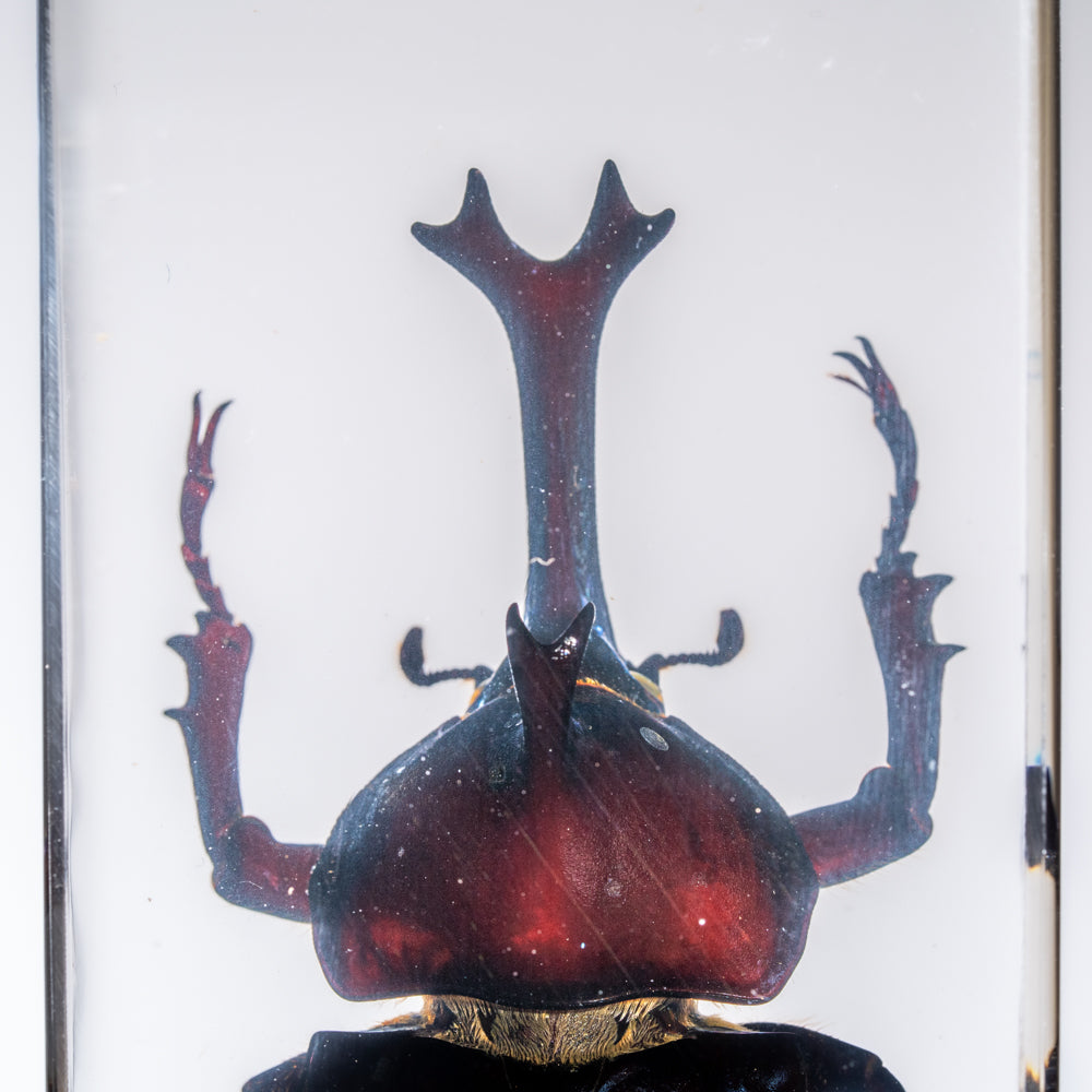 Genuine Single Rhinoceros Beetle in Lucite