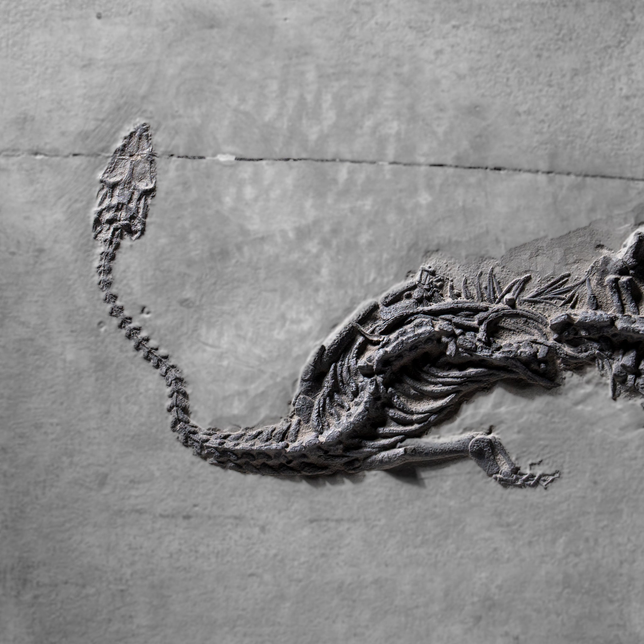 Genuine Fossilized Keichousaurus in Matrix (3 lbs)