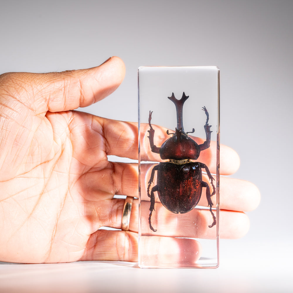 Genuine Single Rhinoceros Beetle in Lucite