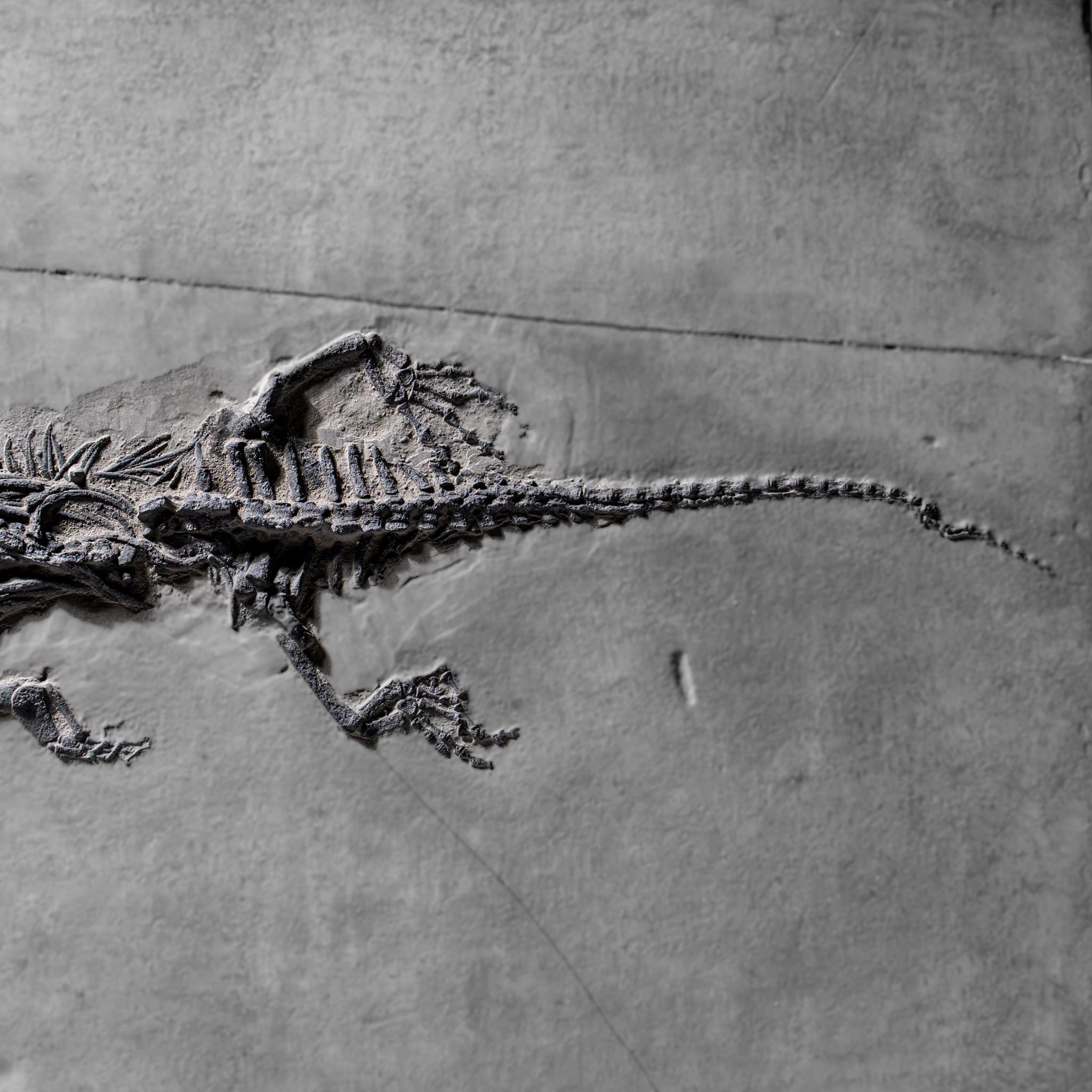 Genuine Fossilized Keichousaurus in Matrix (3 lbs)