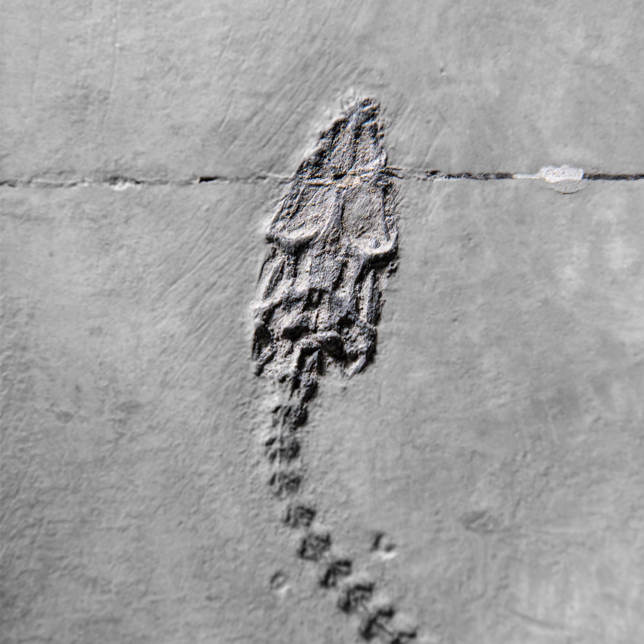 Genuine Fossilized Keichousaurus in Matrix (3 lbs)