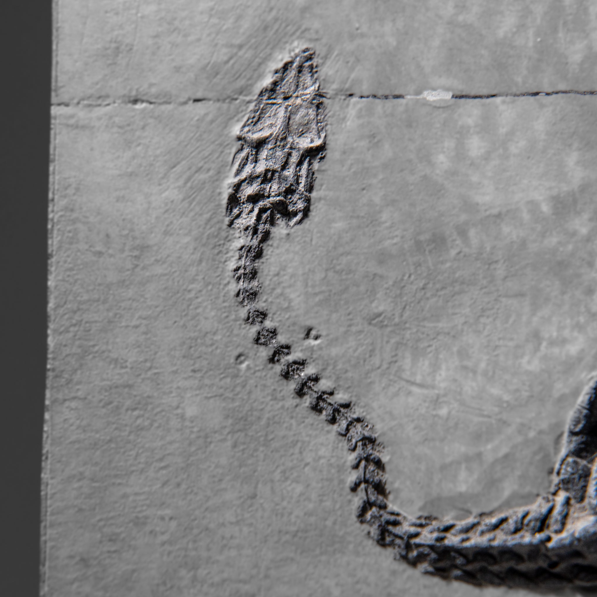 Genuine Fossilized Keichousaurus in Matrix (3 lbs)