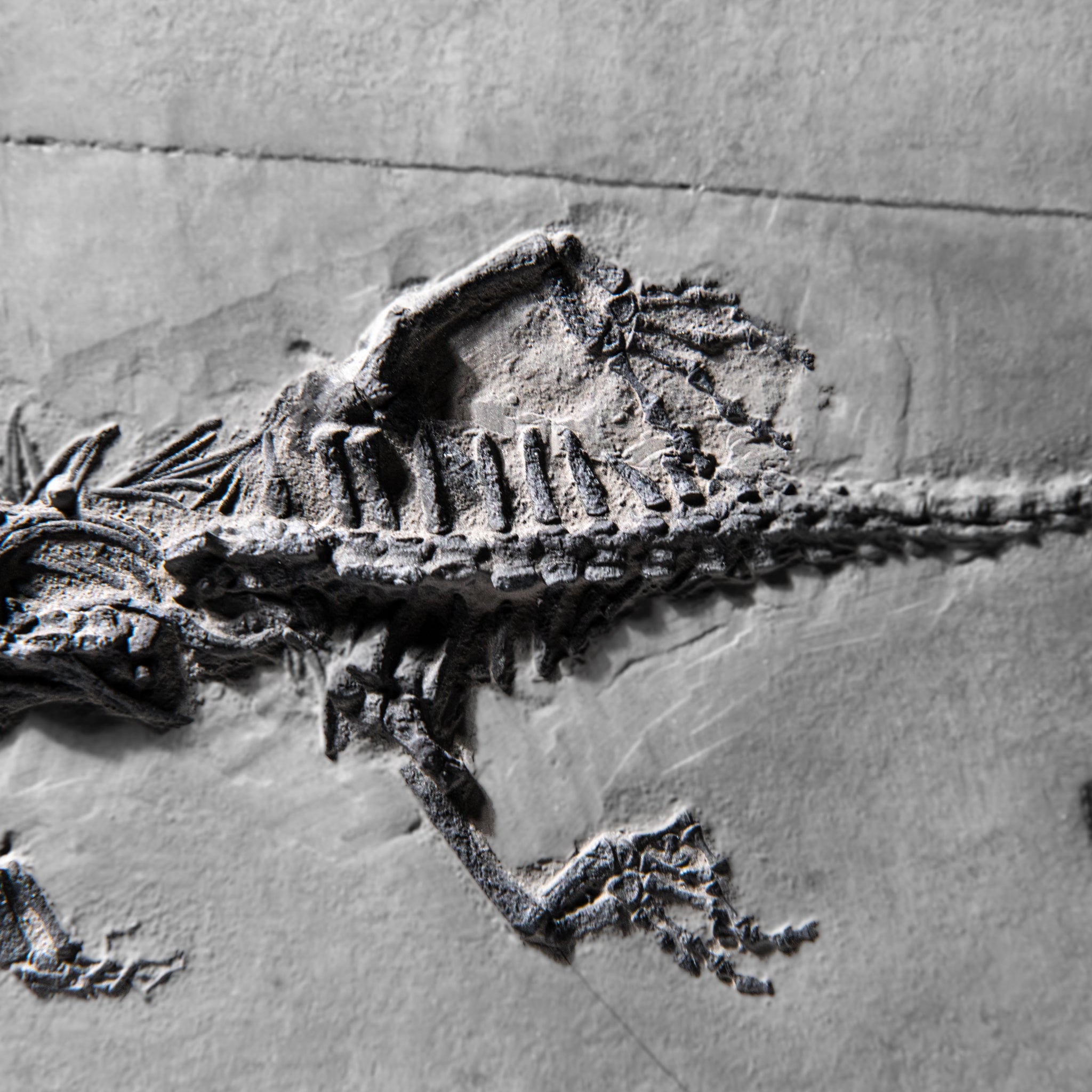 Genuine Fossilized Keichousaurus in Matrix (3 lbs)