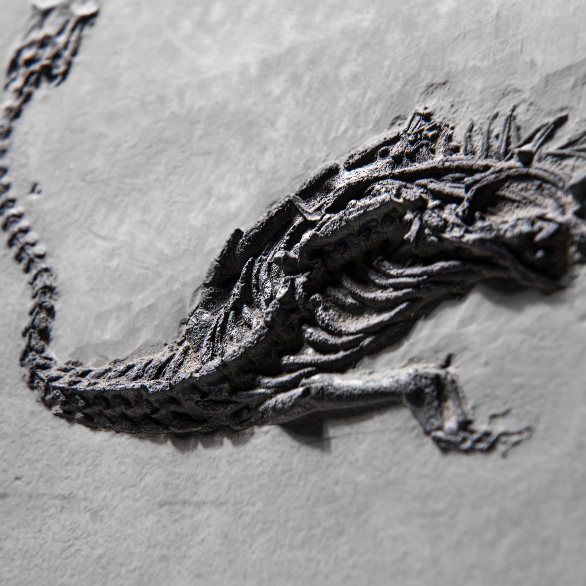 Genuine Fossilized Keichousaurus in Matrix (3 lbs)