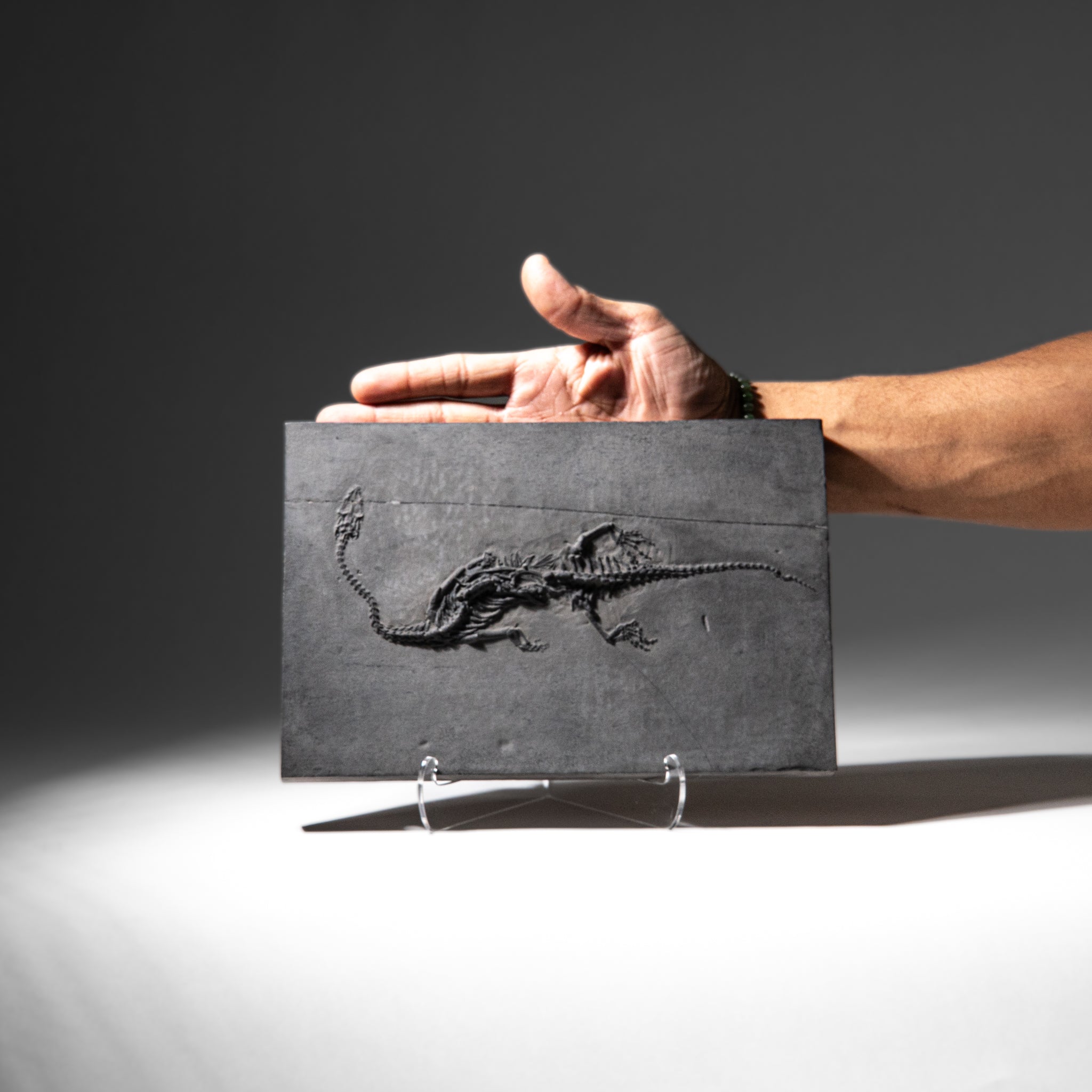 Genuine Fossilized Keichousaurus in Matrix (3 lbs)