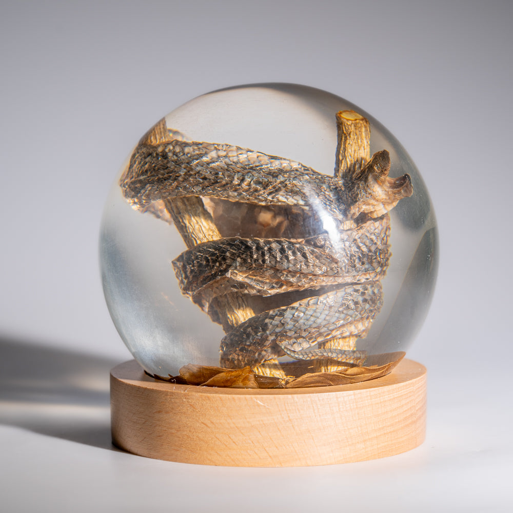 Genuine Water Snake in Globe with Stand