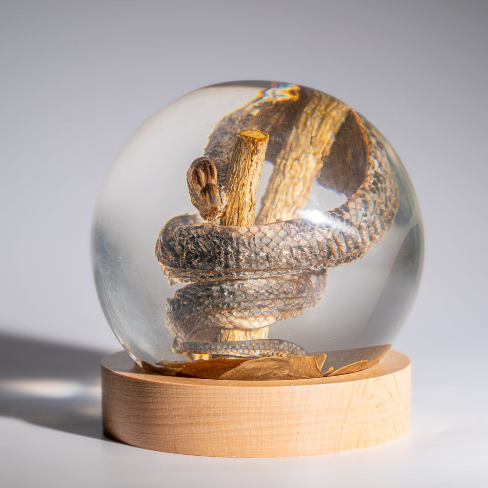 Genuine Water Snake in Globe with Stand