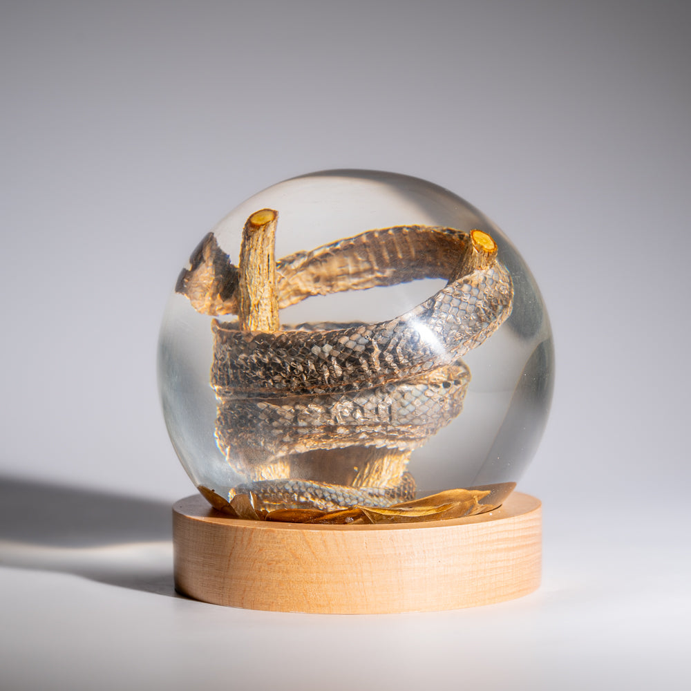 Genuine Water Snake in Globe with Stand