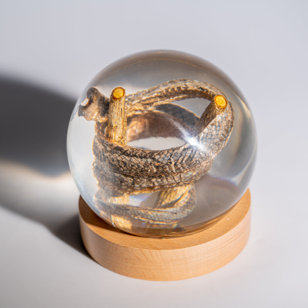 Genuine Water Snake in Globe with Stand