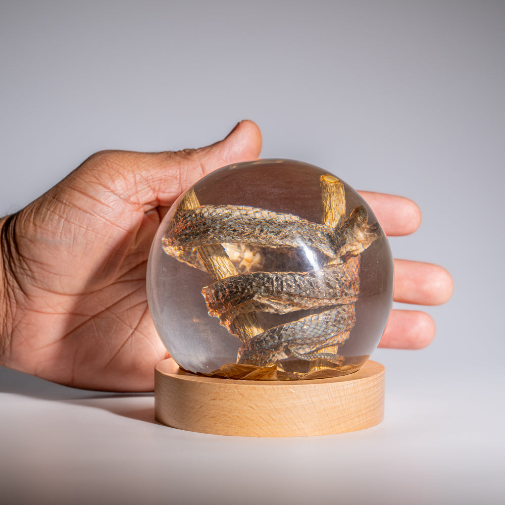 Genuine Water Snake in Globe with Stand