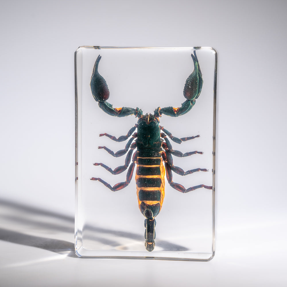 Genuine Single Large Black Scorpion in Lucite