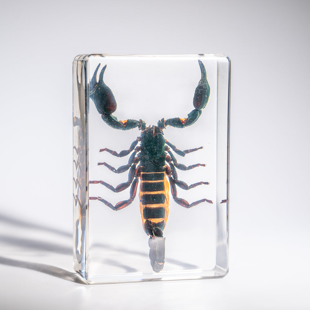 Genuine Single Large Black Scorpion in Lucite