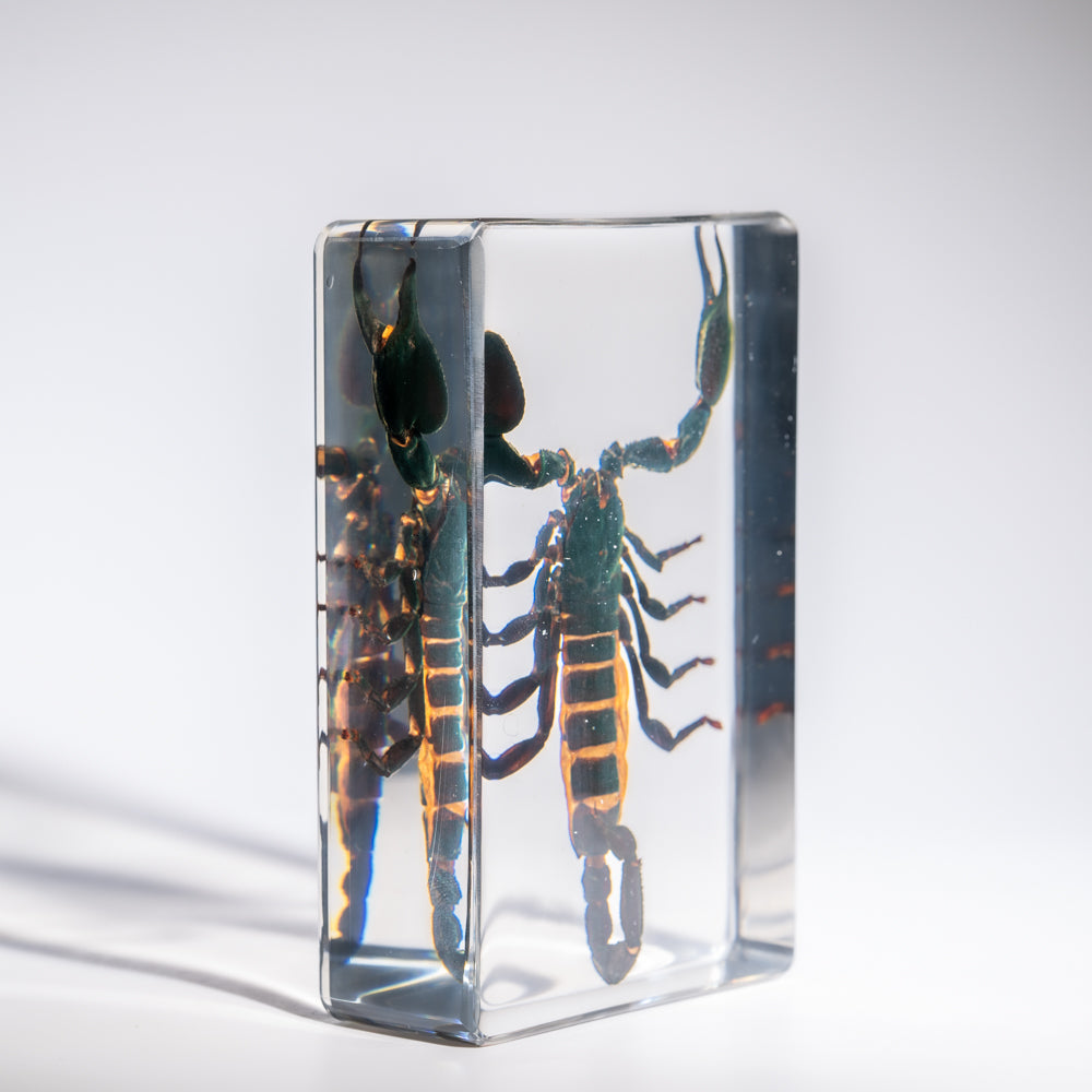 Genuine Single Large Black Scorpion in Lucite