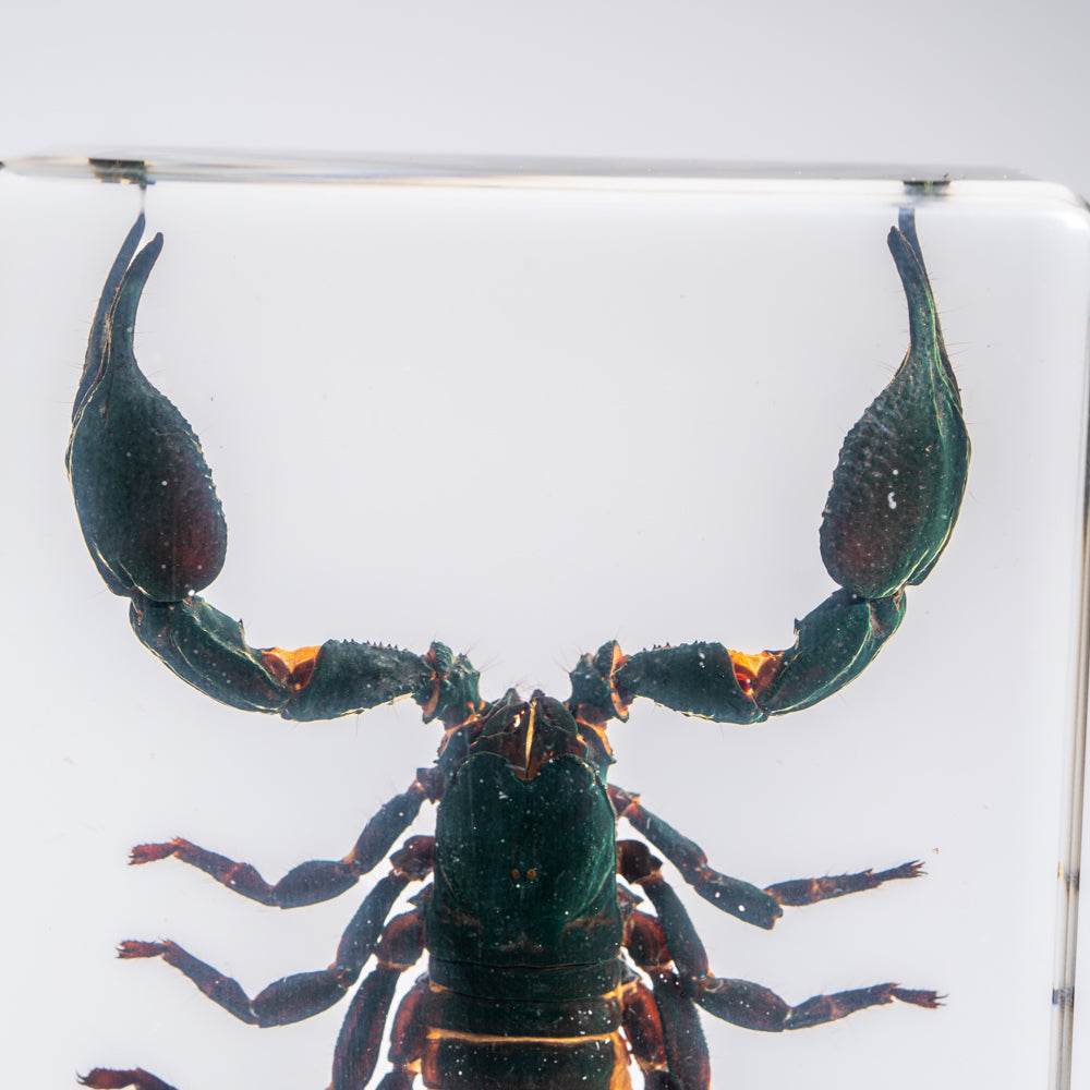 Genuine Single Large Black Scorpion in Lucite