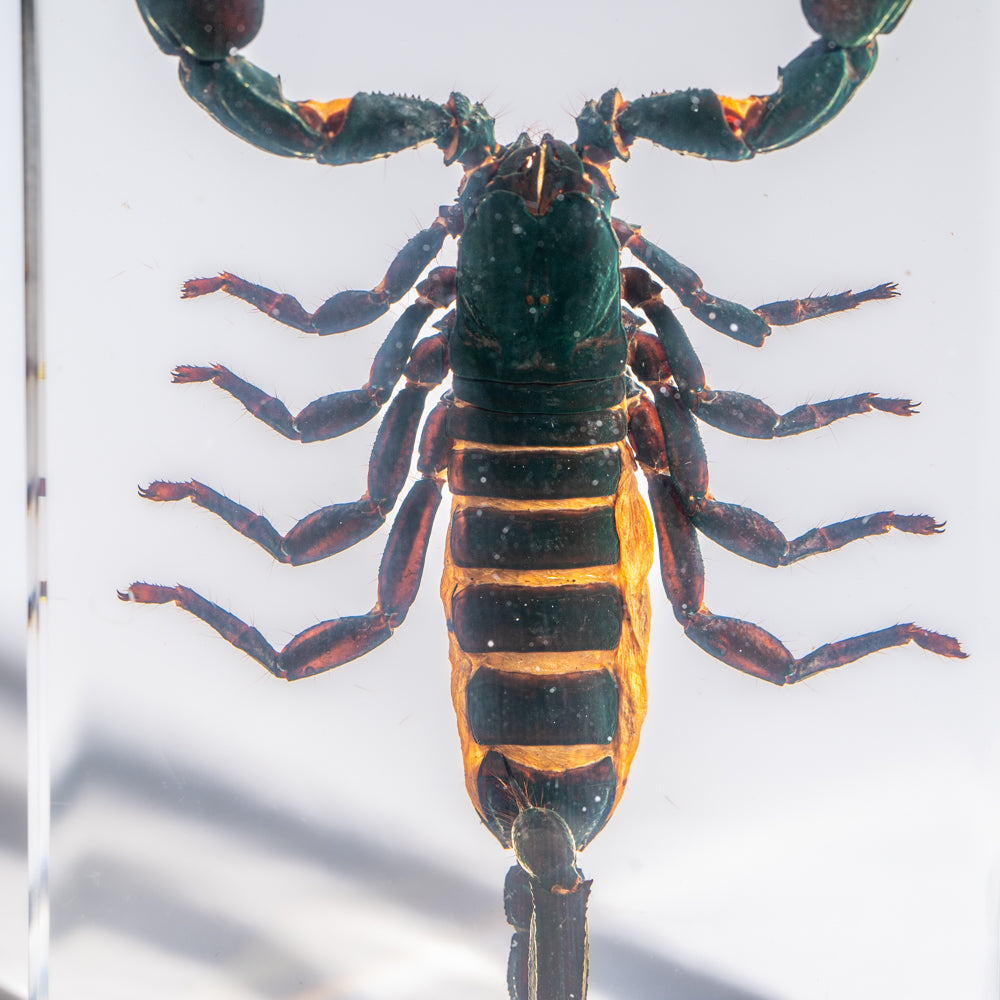 Genuine Single Large Black Scorpion in Lucite