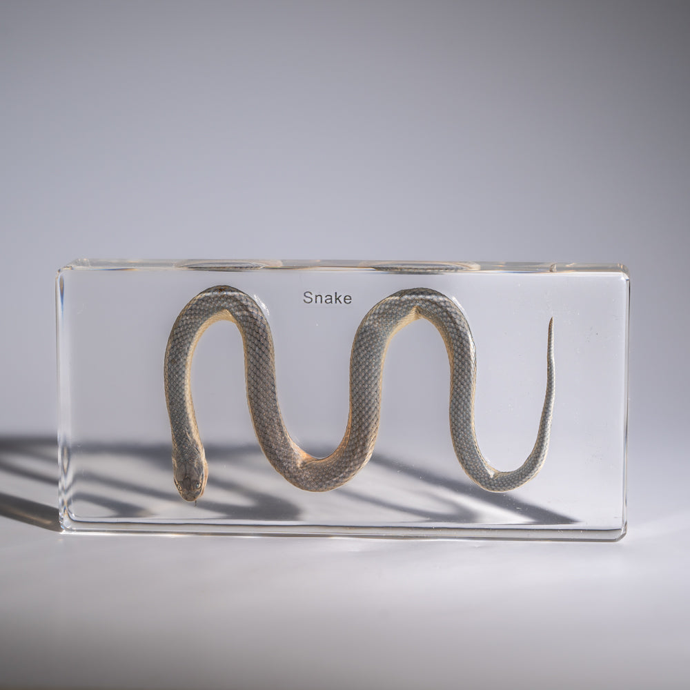 Genuine Water Snake in Triangle Lucite