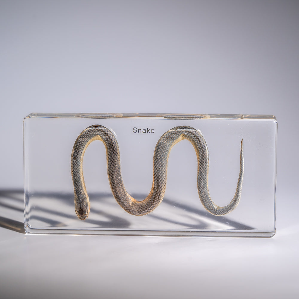 Genuine Water Snake in Triangle Lucite