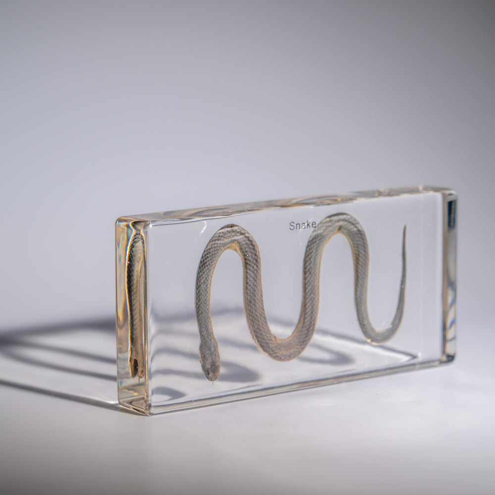 Genuine Water Snake in Triangle Lucite