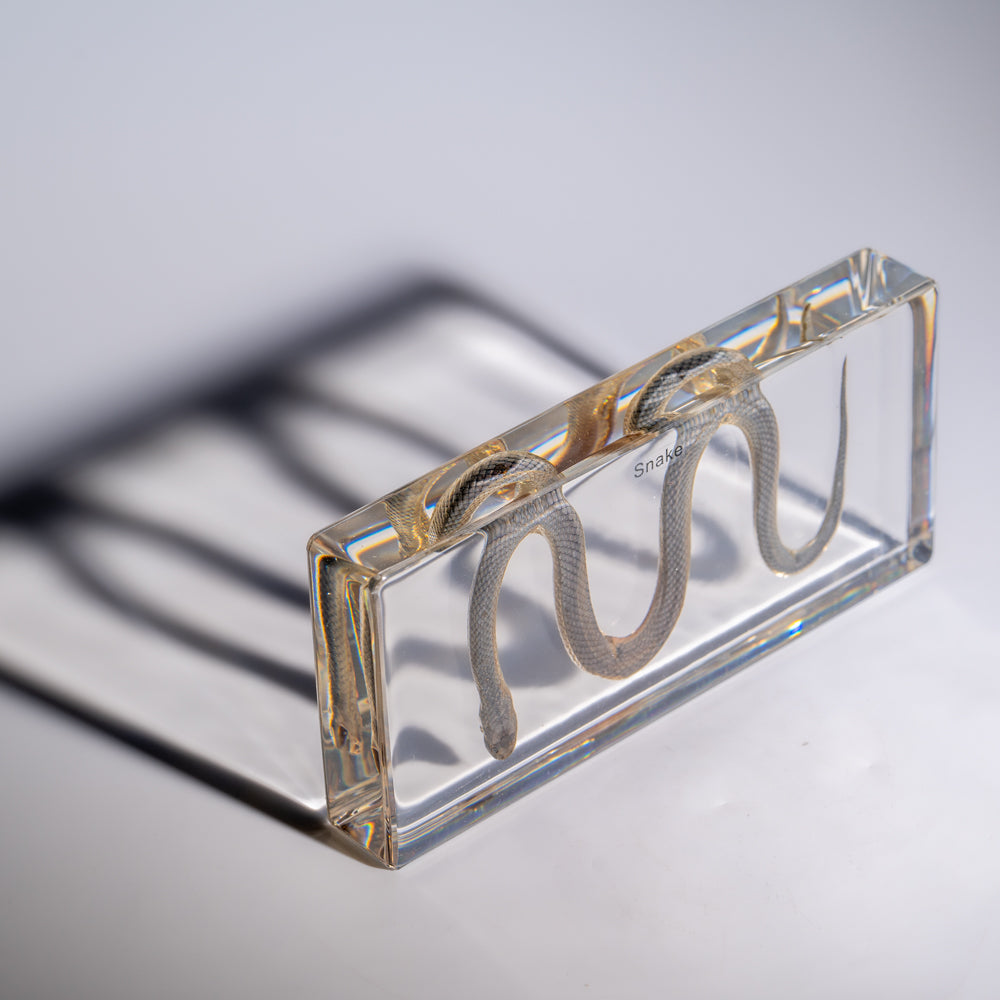 Genuine Water Snake in Triangle Lucite