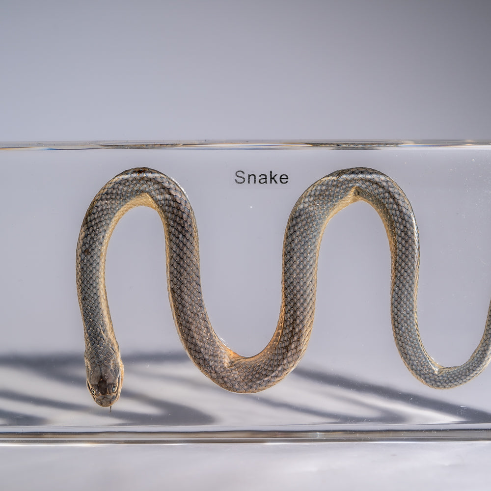 Genuine Water Snake in Triangle Lucite