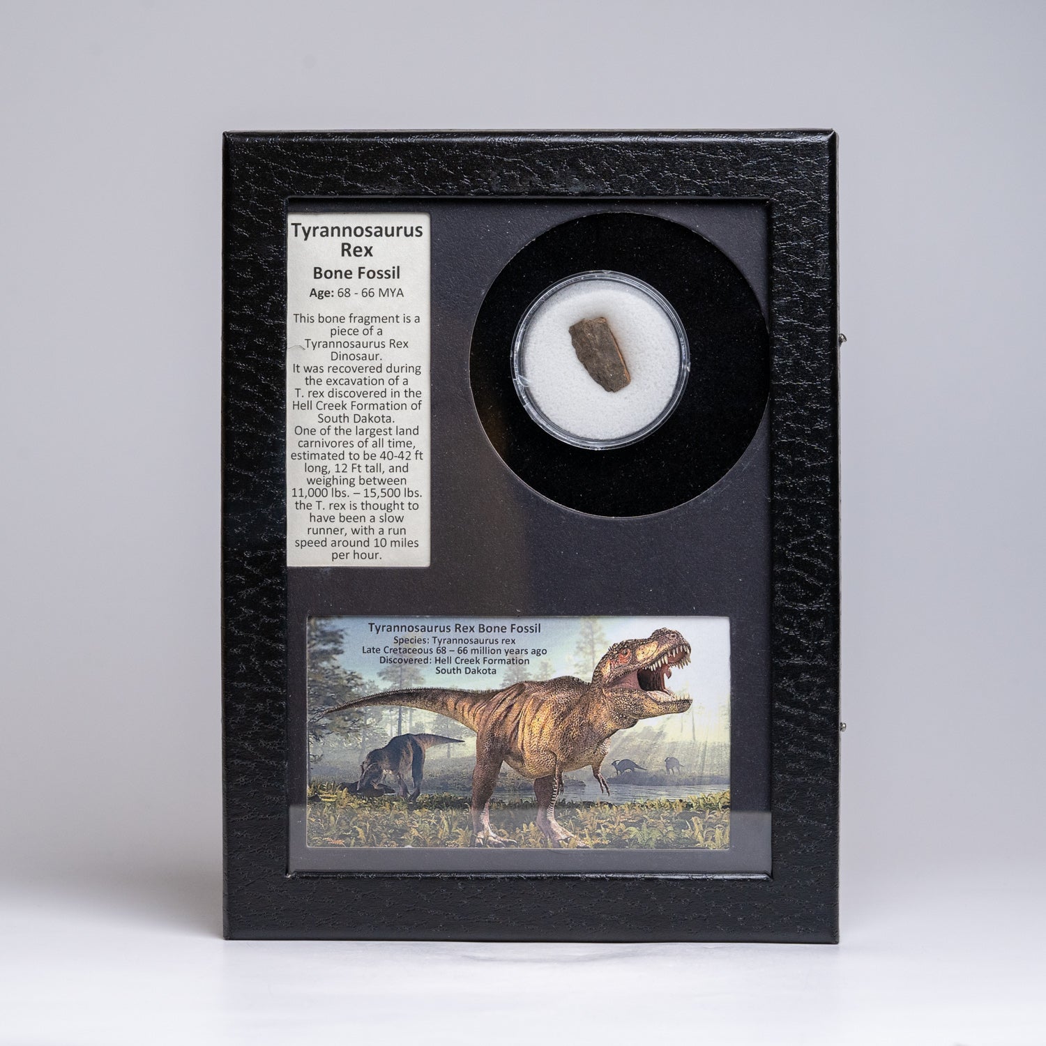 Tyrannosaurus Rex Bone Fossil in a Glass Display Box