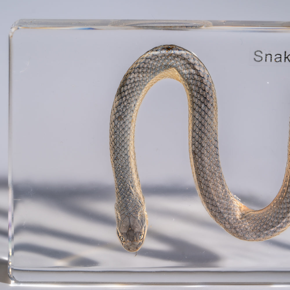 Genuine Water Snake in Triangle Lucite