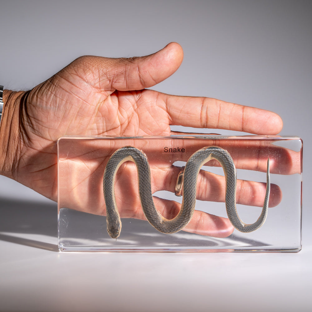 Genuine Water Snake in Triangle Lucite