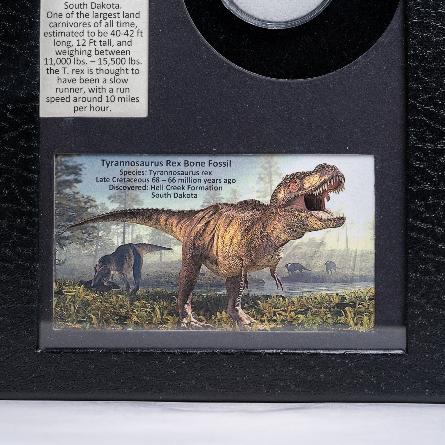 Tyrannosaurus Rex Bone Fossil in a Glass Display Box