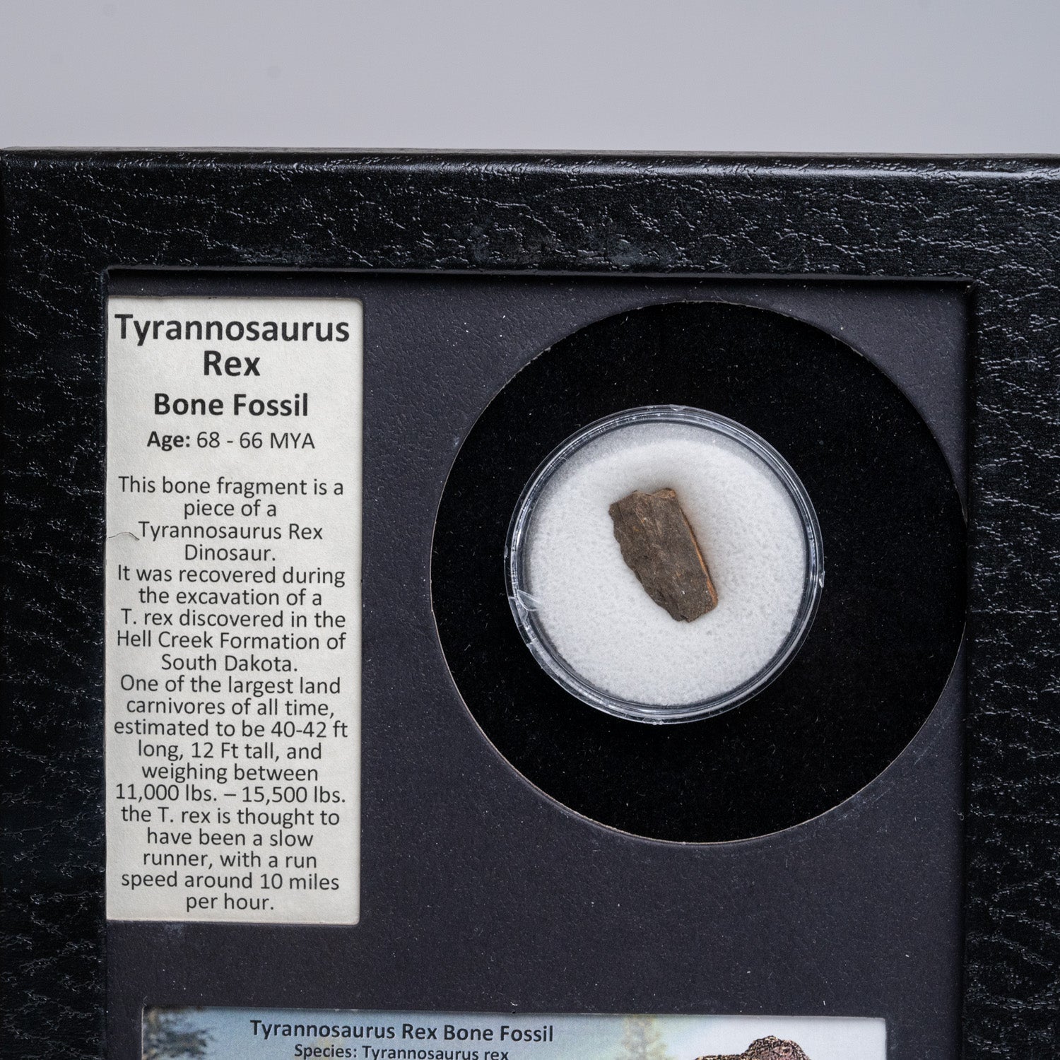 Tyrannosaurus Rex Bone Fossil in a Glass Display Box