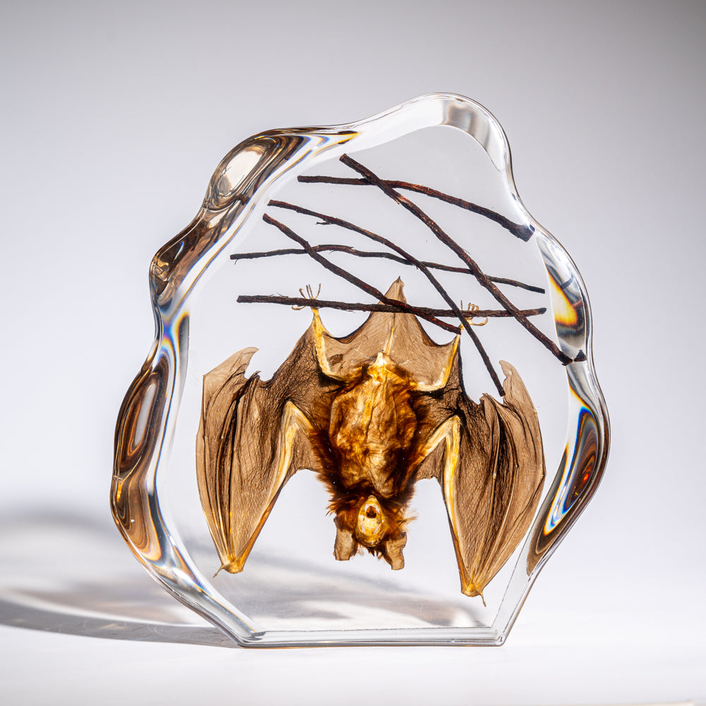 Hanging Horseshoe Bat in Lucite