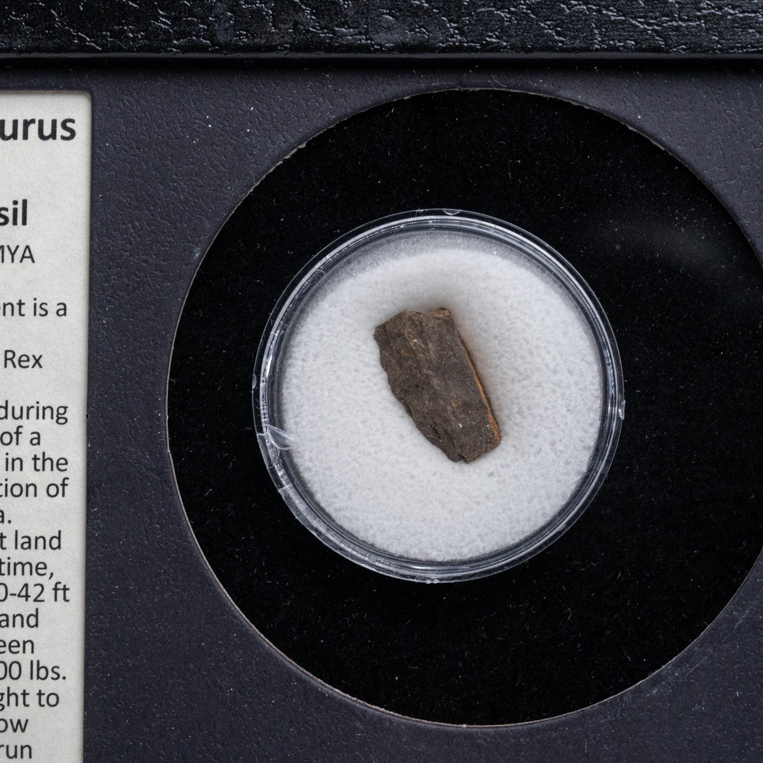 Tyrannosaurus Rex Bone Fossil in a Glass Display Box