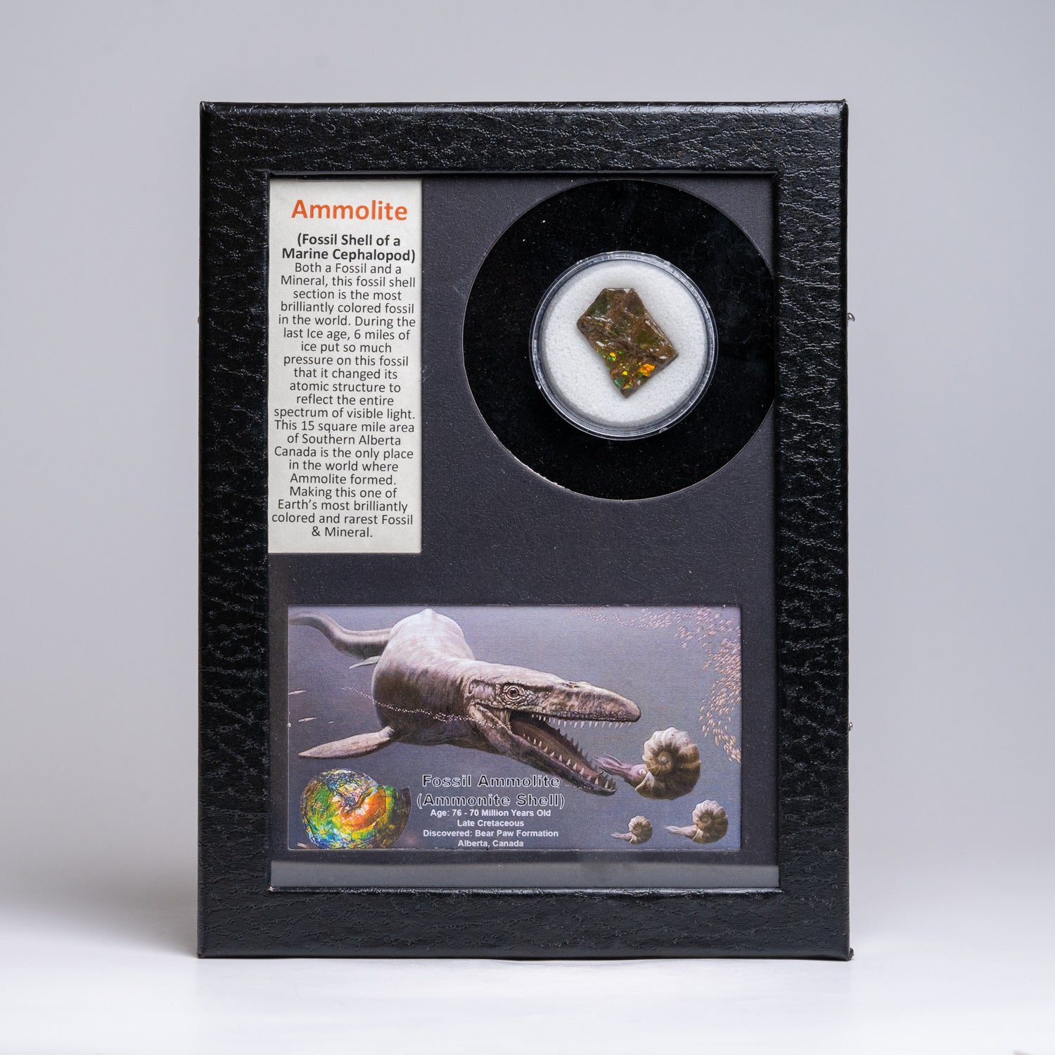 Genuine Ammolite Fossil in a Glass Display Box