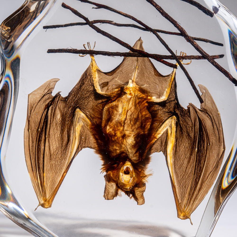 Hanging Horseshoe Bat in Lucite