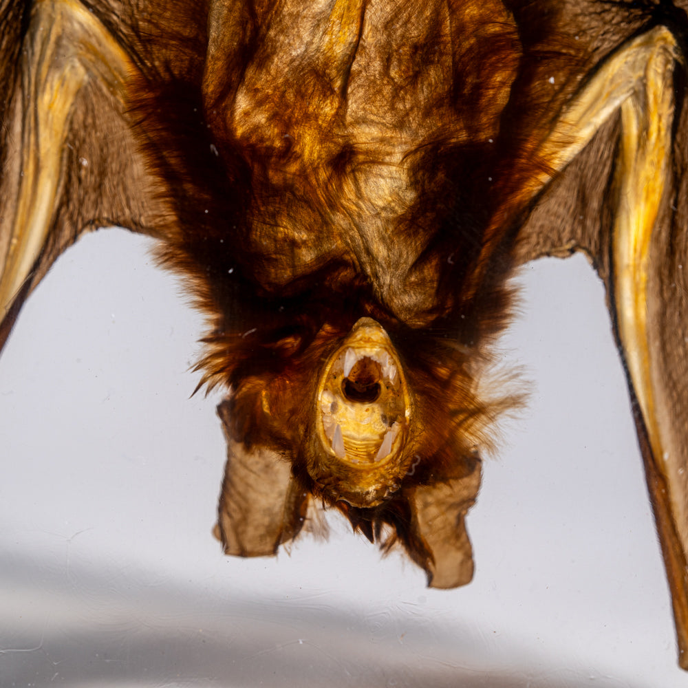 Hanging Horseshoe Bat in Lucite