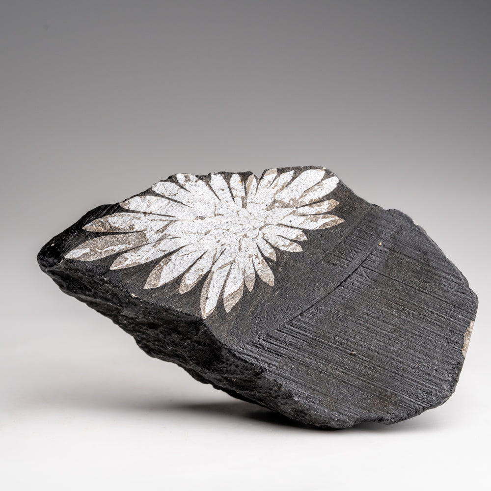 Chrysanthemum Stone from China (106.4 grams)