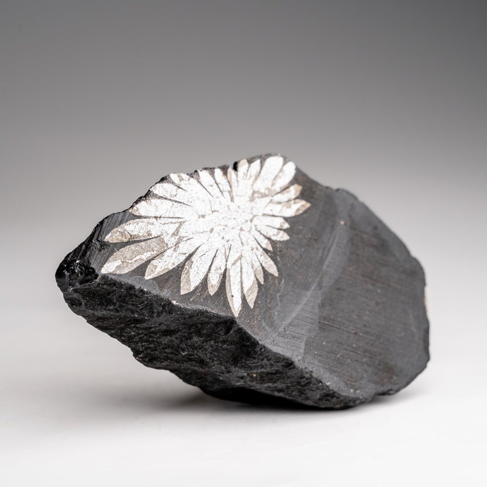 Chrysanthemum Stone from China (106.4 grams)