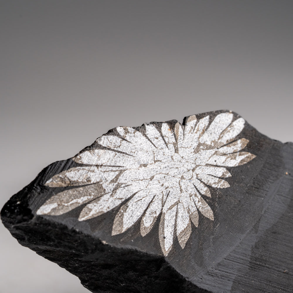 Chrysanthemum Stone from China (106.4 grams)