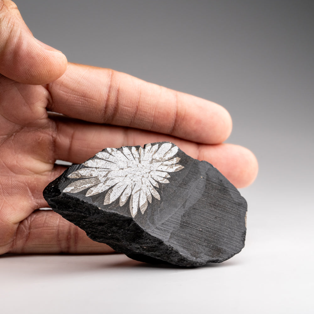 Chrysanthemum Stone from China (106.4 grams)